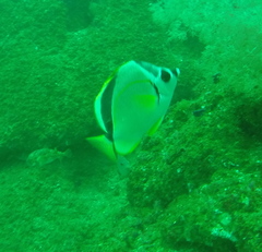 Johnrandallia nigrirostris