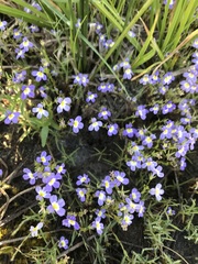 Porterella carnosula