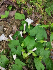 Calystegia hederacea