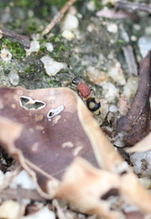 Eotrogaspidia auroguttata