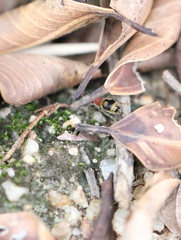 Eotrogaspidia auroguttata