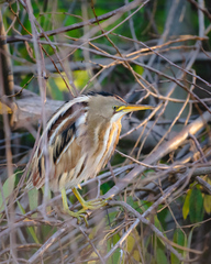 Ixobrychus involucris