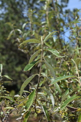 Buddleja parviflora