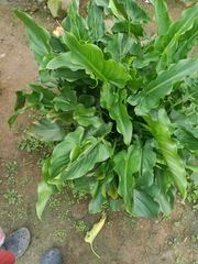 Zantedeschia aethiopica