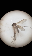 Mycetophila filicornis