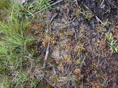 Drosera anglica