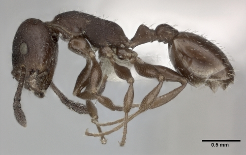 Temnothorax striatulusTemnothorax striatulus