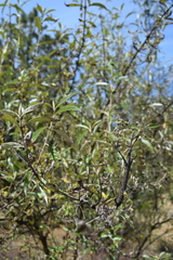 Buddleja parviflora