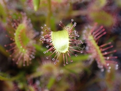 Drosera anglica