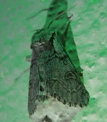 Acronicta tota