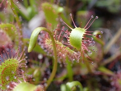 Drosera anglica