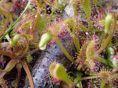 Drosera anglica