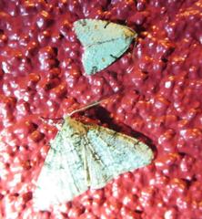 Maliattha concinnimacula