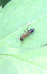 Camponotus albosparsus