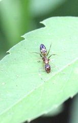 Camponotus albosparsus