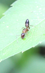 Camponotus albosparsus
