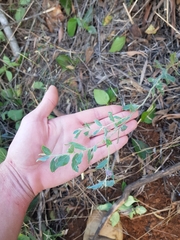 Acacia podalyriifolia