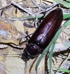 Archodontes melanopus