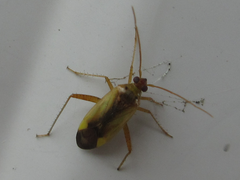 Stenotus rubrovittatus
