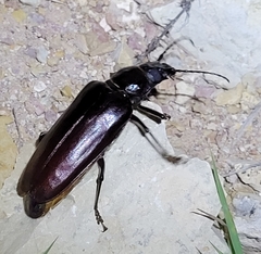 Archodontes melanopus