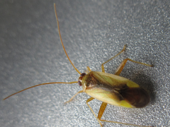 Stenotus rubrovittatus