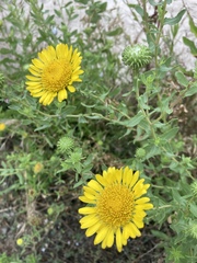 Grindelia squarrosa