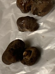 Russula crassotunicata