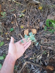 Acacia podalyriifolia
