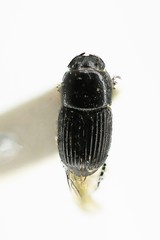 Eupleurus subterraneus