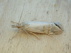 Euchromius californicalis