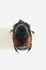 Atholus bimaculatus