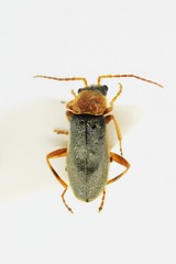 Cantharis lateralis