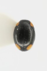 Hyperaspis reppensis