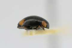 Hyperaspis reppensis