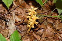 Orobanche salviae