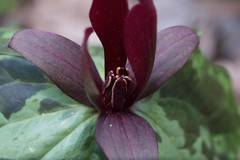 Trillium maculatum