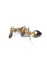 Crematogaster egidyi