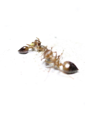 Crematogaster egidyi