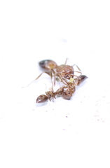 Crematogaster egidyi