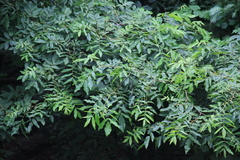 Cyclocarya paliurus
