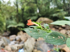 Ruellia sanguinea