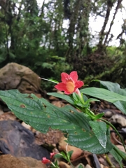 Ruellia sanguinea