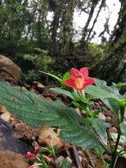 Ruellia sanguinea
