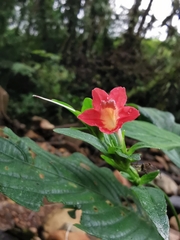 Ruellia sanguinea