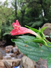 Ruellia sanguinea