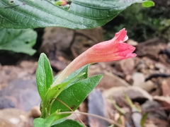 Ruellia sanguinea