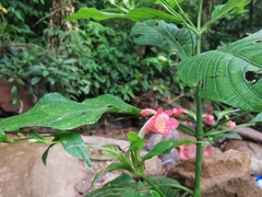 Ruellia sanguinea