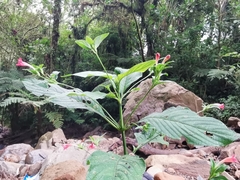 Ruellia sanguinea