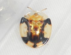 Aspidimorpha interrupta