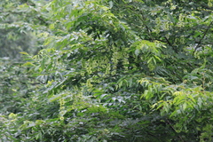 Cyclocarya paliurus